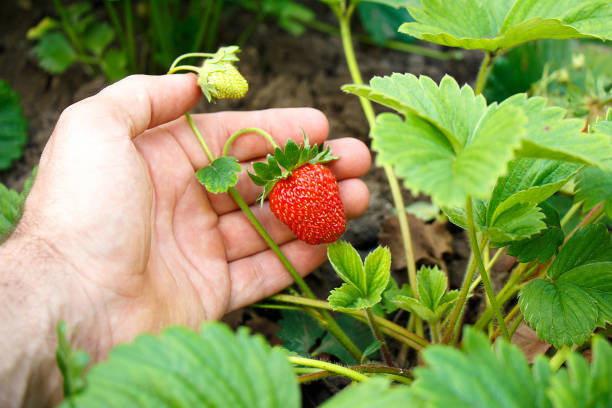 istock Hand holds a bright red ripe strawberry on a green background 1152064594