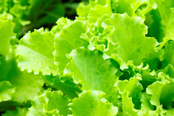 istock Fresh green lettuce leaves with dew drops close-up 1152064661