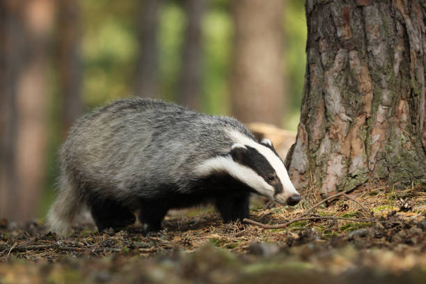 istock Badger in forest, animal nature habitat, Meles meles 1152064850