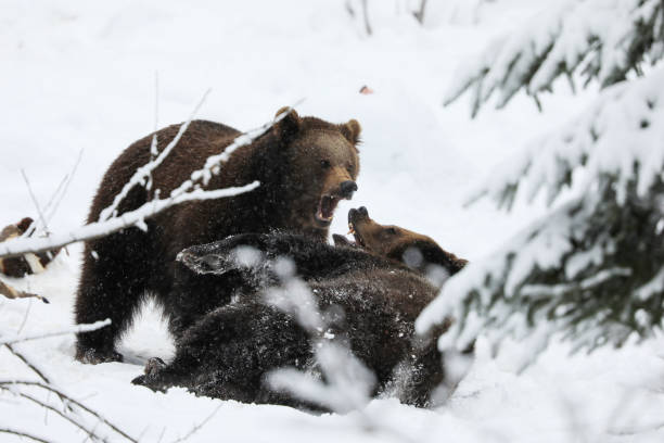 istock Pairof young brown bear training fight  - Ursus arctos 1152064881