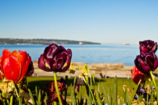 istock Tulips blooming with a ocean view at english bay 1152064916