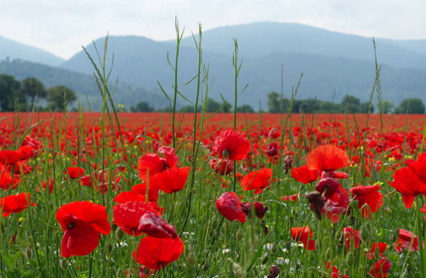 istock the thousand red poppies 1152065860