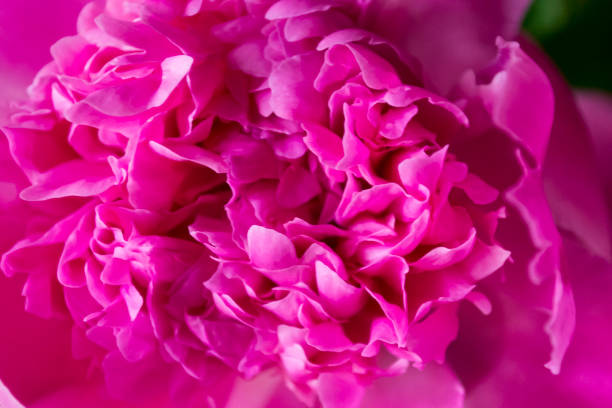 istock Pink peony macro shot. Peonies background. 1152067470