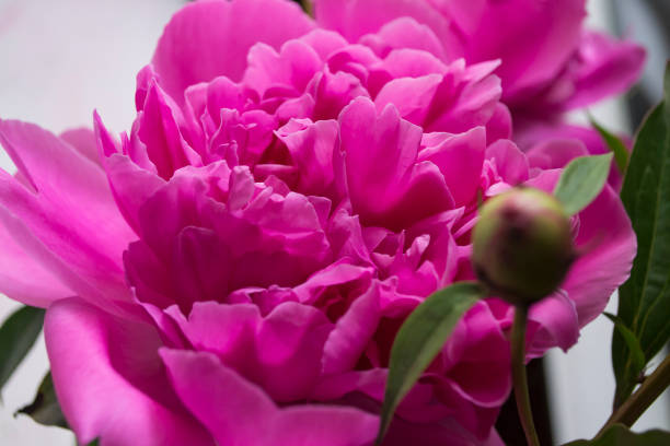 istock Pink peony macro shot. Peonies background. 1152067480
