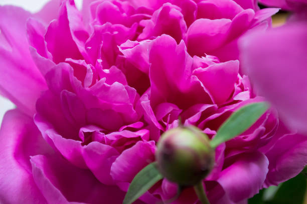 istock Pink peony macro shot. Peonies background. 1152067526