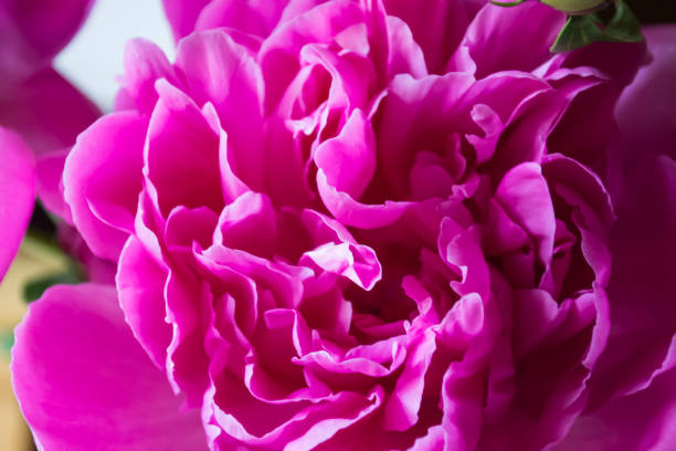 istock Pink peony macro shot. Peonies background. 1152067634