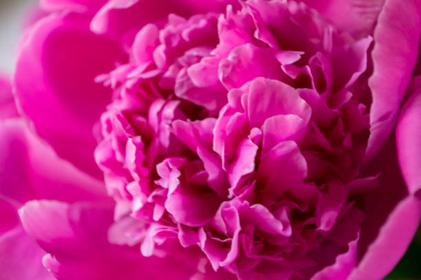 istock Pink peony macro shot. Peonies background. 1152067730