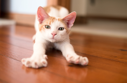 Shot of a kitten sitting on floor and stretching legs