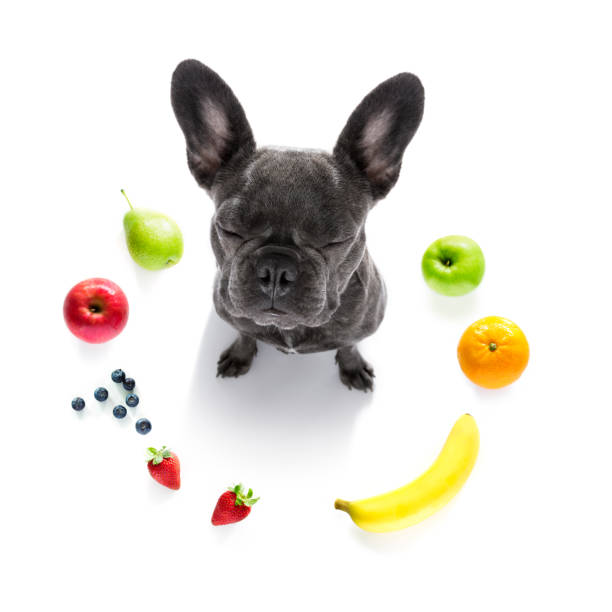 istock hungry dog with vegan healthy fruit 1152068182