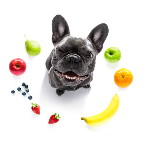 istock hungry dog with vegan healthy fruit 1152068712