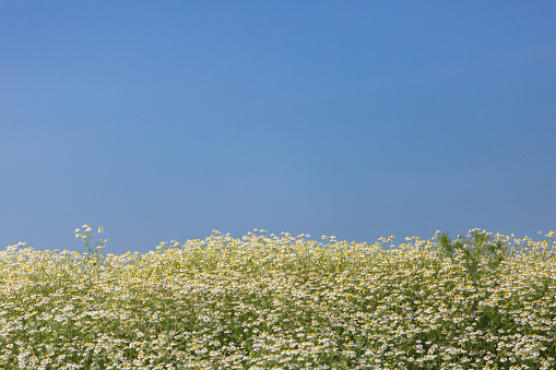 Chamomile field in summer with bright blue sky
