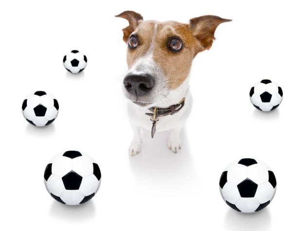 istock soccer football dog 1152070315