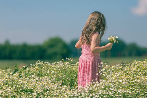 little girl with a hat is standing in a camomile field picking flowers on a beautiful summer day