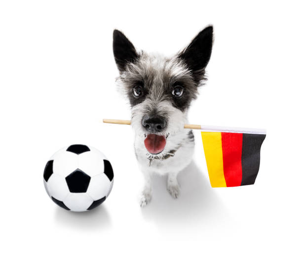 istock soccer football dog 1152070854