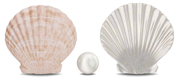 istock Set of pearls, sea shell, inner and outer side isolated on white background with shadow. Sea shell front view. Gem, women's jewelry, nacre beads, 3D illustration 1152070884