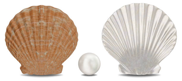istock Set of pearls, sea shell, inner and outer side isolated on white background with shadow. Sea shell front view. Gem, women's jewelry, nacre beads, 3D illustration 1152070885
