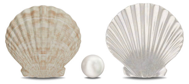 istock Set of pearls, sea shell, inner and outer side isolated on white background with shadow. Sea shell front view. Gem, women's jewelry, nacre beads, 3D illustration 1152071071