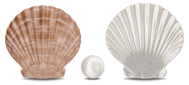 istock Set of pearls, sea shell, inner and outer side isolated on white background with shadow. Sea shell front view. Gem, women's jewelry, nacre beads, 3D illustration 1152071395