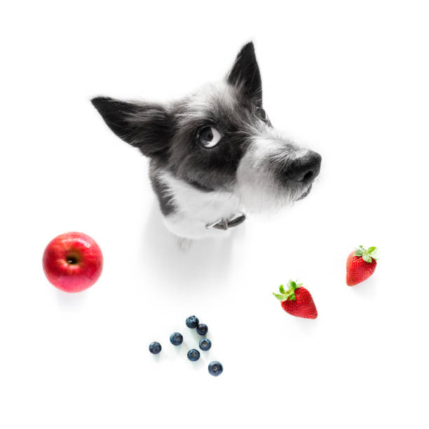 istock hungry dog with vegan healthy fruit 1152071398