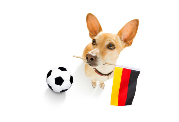 istock soccer football dog 1152071464
