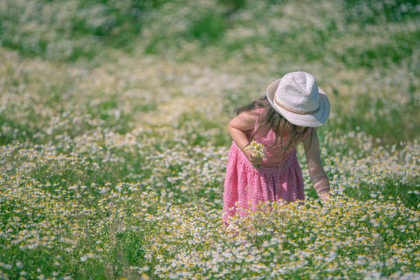 little girl with a hat is standing in a camomile field picking flowers on a beautiful summer day