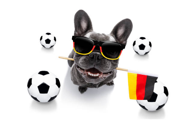 istock soccer football dog 1152071482