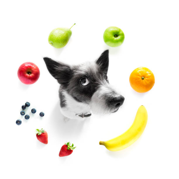 perro hambriento con fruta vegana sana - dog vegetable carrot eating fotografías e imágenes de stock