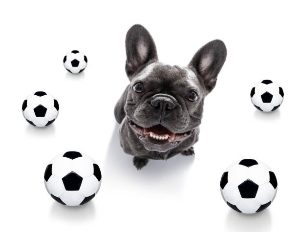 istock soccer football dog 1152071587