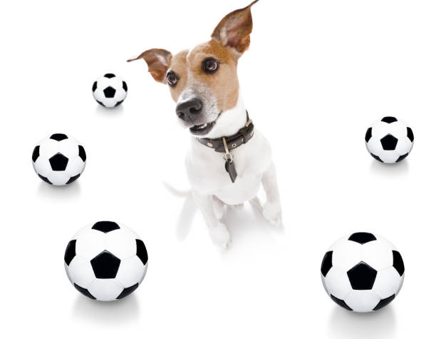 istock soccer football dog 1152071657