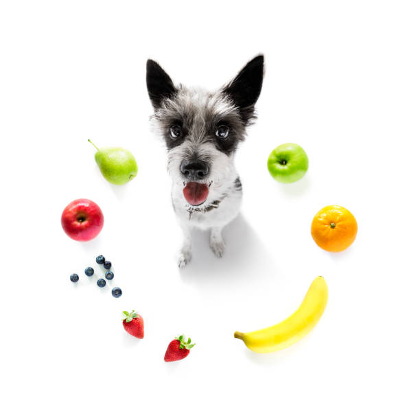 istock hungry dog with vegan healthy fruit 1152071665