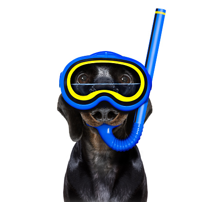 Snorkeling scuba diving sausage dachshund dog  with mask and fins ,  isolated on white background