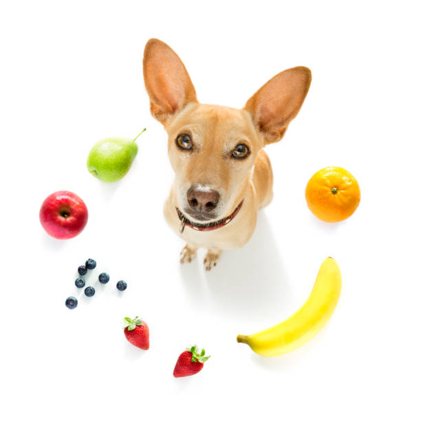 istock hungry dog with vegan healthy fruit 1152071679