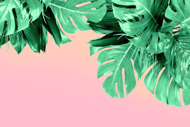 istock mint colored close up of various fresh tropical leaves on pink background 1152071785