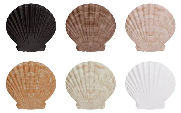 Photo of Set of sea shell outer side isolated on white background with shadow. Sea shell front view, 3D illustration