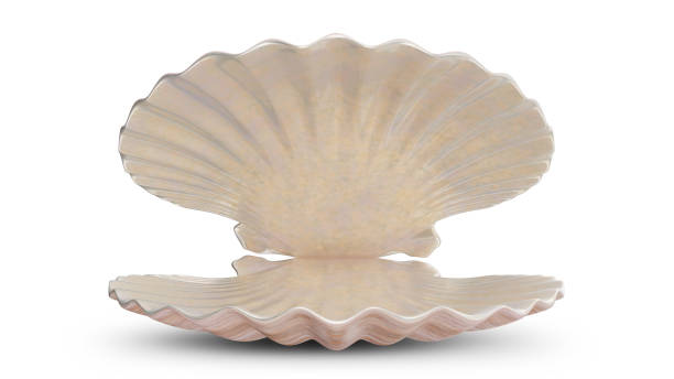 Empty sea shell. For your banner, poster, logo. Empty, blank, sea shell isolated on white background, 3d illustration