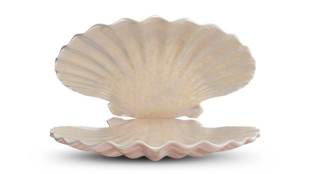 Open Scallop Shell Pearl White Background File Contains Clipping