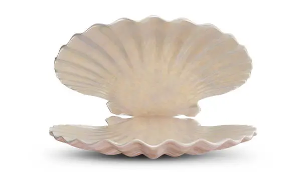 Empty sea shell. For your banner, poster, logo. Empty, blank, sea shell isolated on white background. 3d illustration