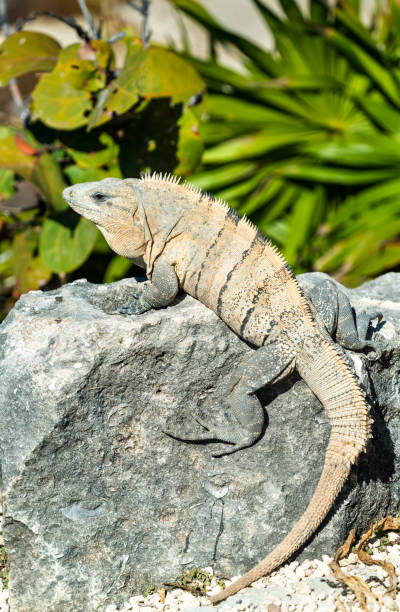 istock Iguana on the Yucatan Peninsula in Mexico 1152072796
