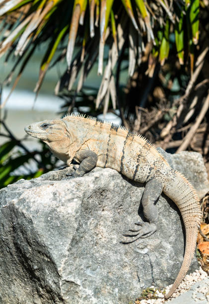 istock Iguana on the Yucatan Peninsula in Mexico 1152072853