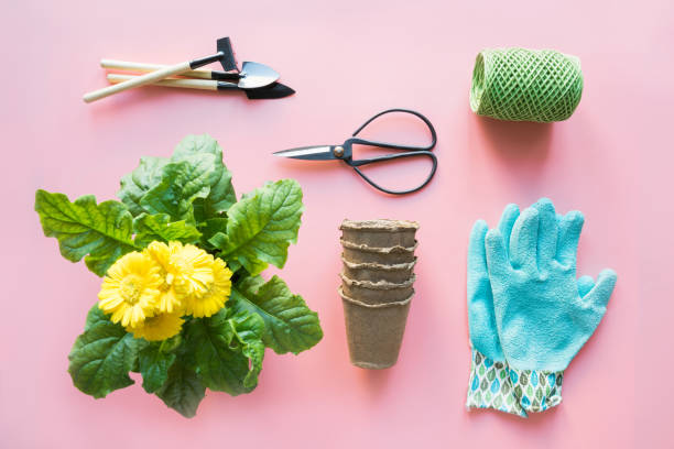 istock Gardening background with gerbera, tools and flowers on pink. Top view. Copy space. 1152073143