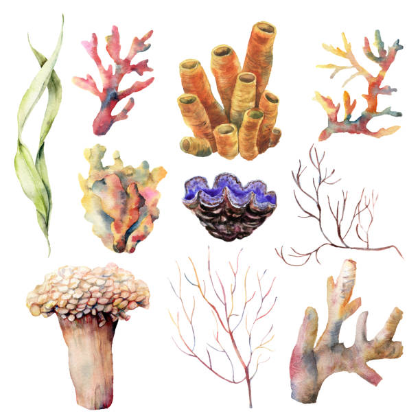 산호 암초 식물과 동물 수채화 세트입니다. 손으로 그려진 수 중 지점과 흰색 배경에 고립 된 쉘. 열 대 바다 생활 그림입니다. 디자인, 인쇄 또는 배경. - agar jelly illustrations stock illustrations