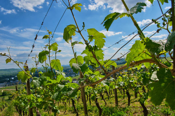 istock vineyard in Johannisberg 1152074184