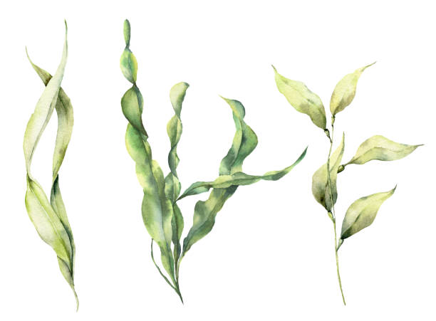 수채화 라미네이트 세트입니다. 손으로 그린 조류 나뭇잎 분기 흰색 배경에 고립 된 수 중 꽃 그림. 디자인, 직물 또는 인쇄. - seaweed stock illustrations