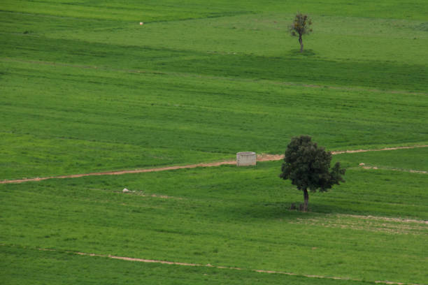 Agricultural Field, Dusk, Springtime, Storm, Summer