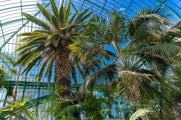 istock Paris, the Auteuil greenhouses 1152076945