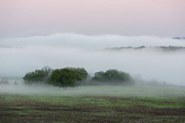 istock Serene view of trees covered in dense fog at dawn 1152076982