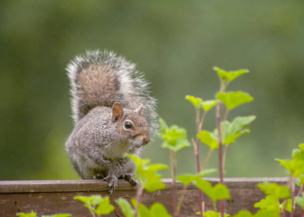 These squirrels have grey fur and often sit upright with their large bushy tails arched over their backs.\nGrey squirrels, originally from North America, were released in the UK by 19th century landowners. They are now very common and widespread.\nGrey squirrels are active during the day, foraging for food in trees and on the ground – they often visit peanut feeders in gardens. In the autumn they spend time storing nuts to eat during the winter.
