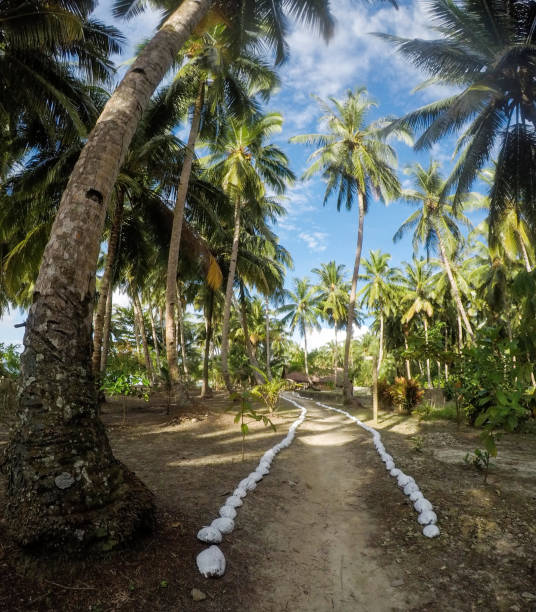 ヤシの木の森を通って歩道 - mentawai islands rural scene sumatra indonesia ストックフォトと画像