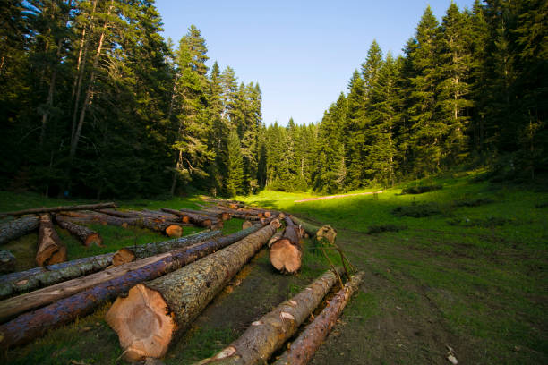 istock wood in the woods 1152077891