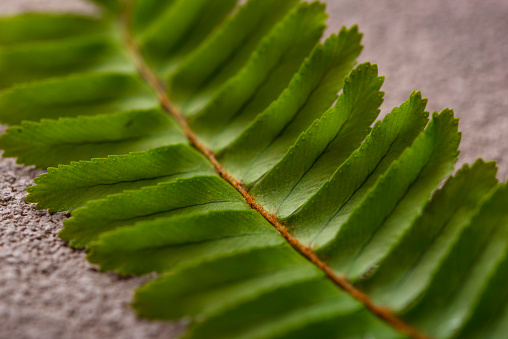 Background with green fern leaves. Close up